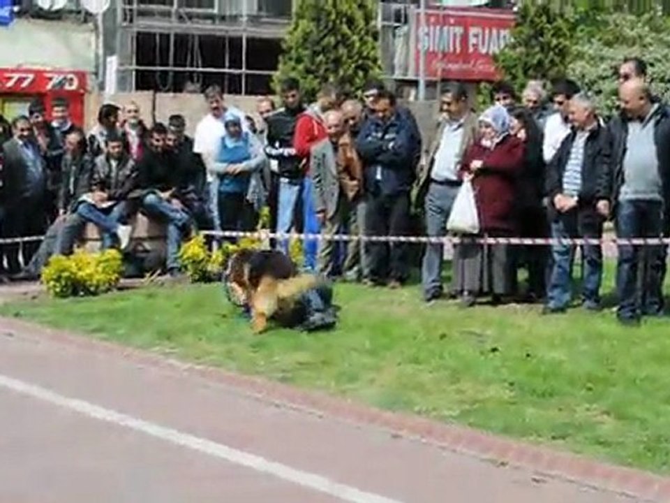köpek gösterisi 5