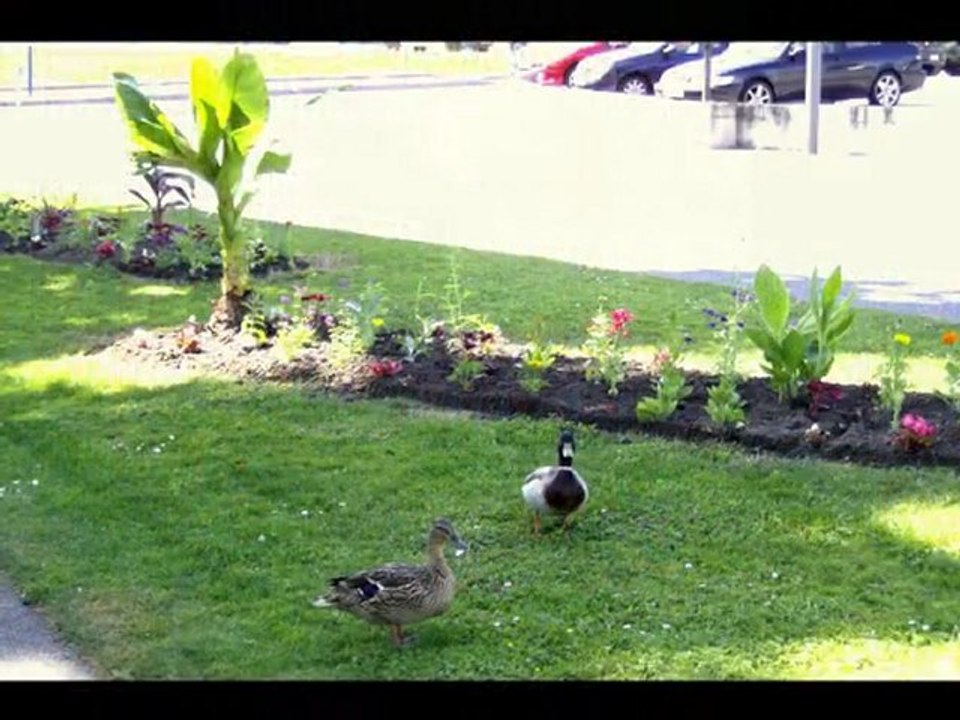 R D G Fleur fleur fleur .