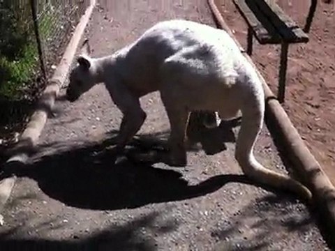 Gros Kangourou albinos