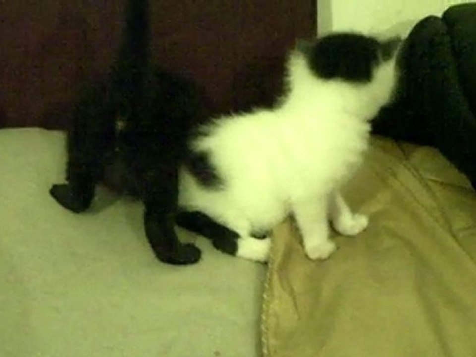 chatons