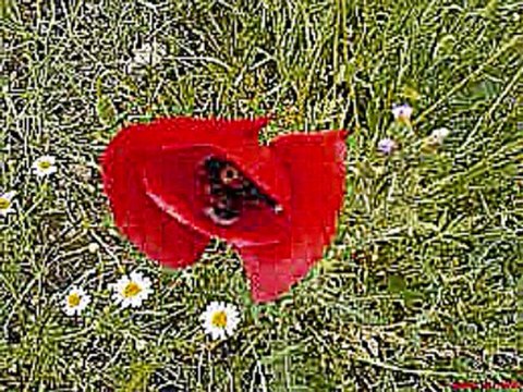 Sinan akçıl&İZEL Bişey olmuş..