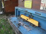 arı ve arıcı dostu anti varova altlıklı kovanda portatif polen tuzağı