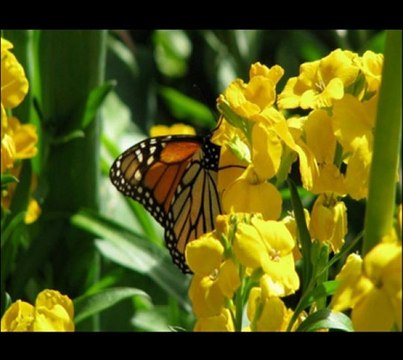 KLARNET TAKSÎMİ- UŞŞÂK MAKAMI1