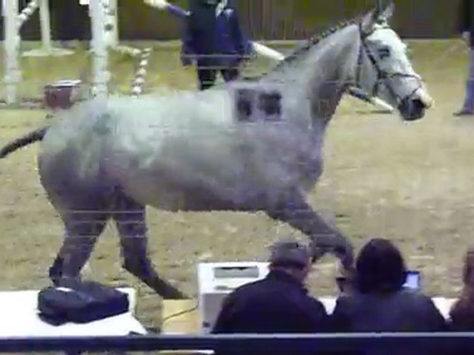 Modèle et allures 3 ans saut en liberté Haras des Bréviaires 28.04.2011