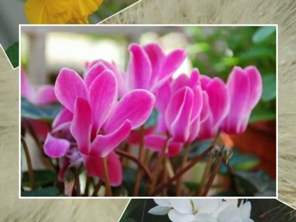 photoshow_xd2ia2xt(3)
