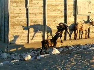 MADACASCAR. Combat de jeunes chèvres.