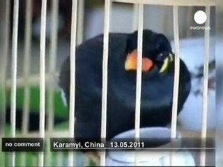 Genius grackle wins popularity in China - no comment