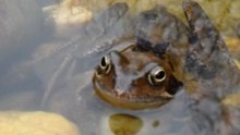 REJECTED BY A FROG
