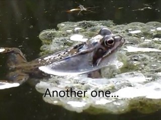 LEAN ON YOUR KIDS  ==  Lazy FROGS