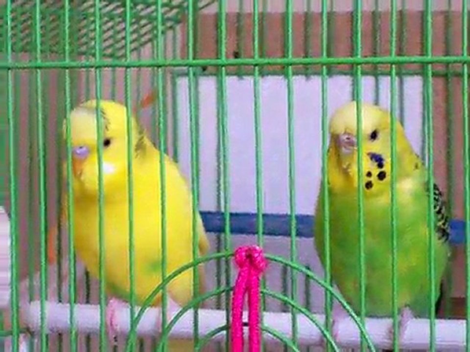Mubislerim