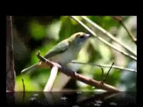 MILONGA PARA UNA NIÑA(240p_H.263-MP3)