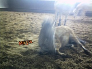 Cercle Hippique Saint Georges - ♥