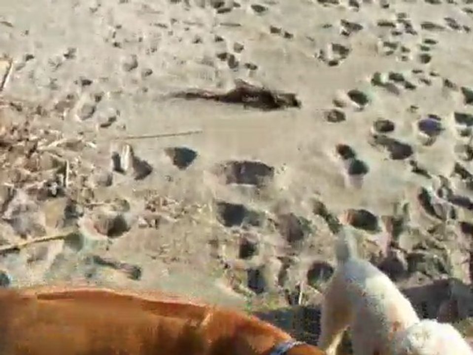 cilda canet plage 2011