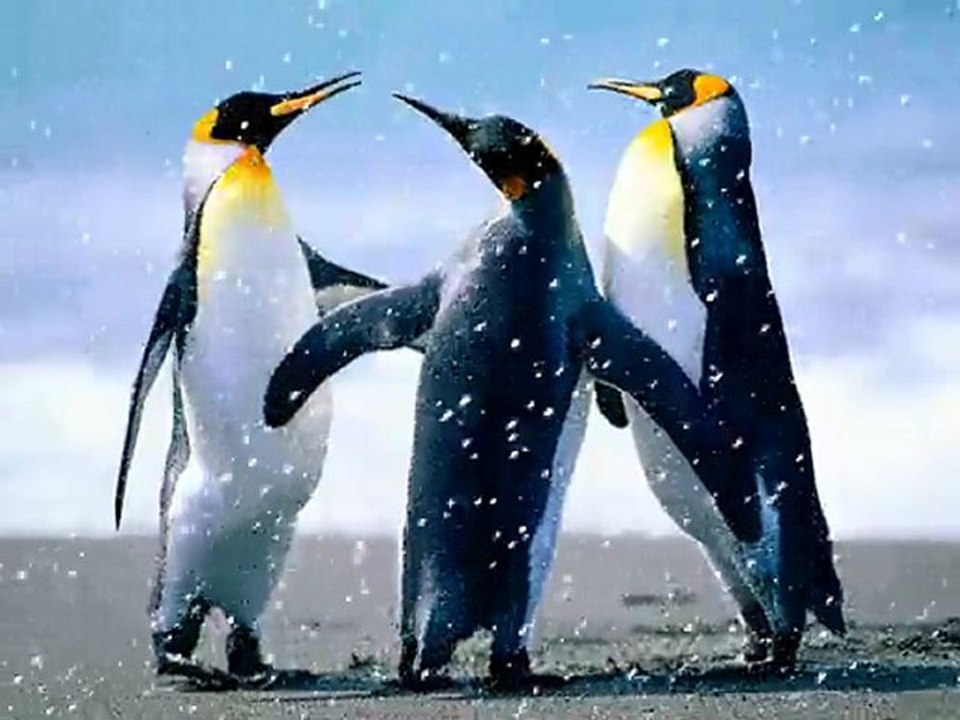 Penguins_snow.