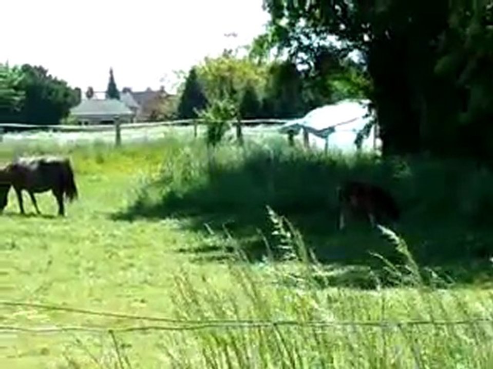 biscotte en pature  14mai