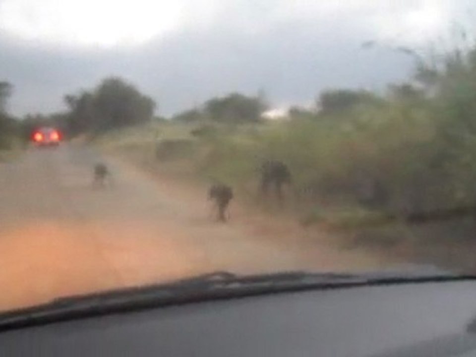 Singes en panique pendant le début de l'orage, Afrique du sud