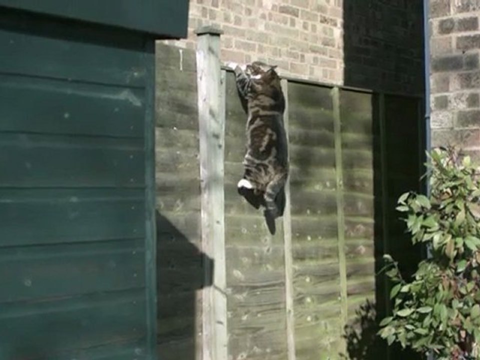chat qui grimpe une palissade en slowmotion