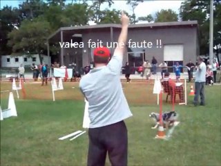 dove et valéa tournoi de flyball ingre 2011