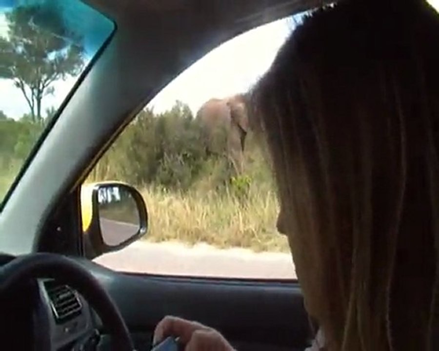 Elephant en bord de route, parc Kruger, Afrique du sud