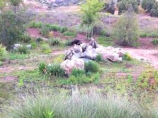 SAFARI PARK HD