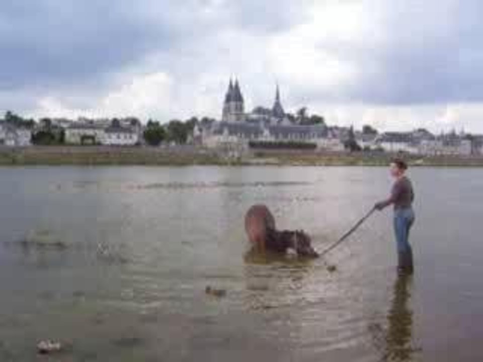Cheeta dans la Loire