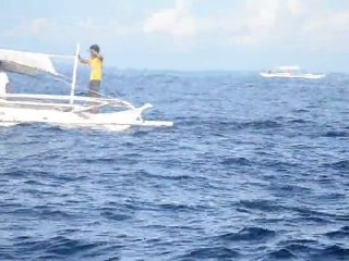 Dauphins - Panglao Island