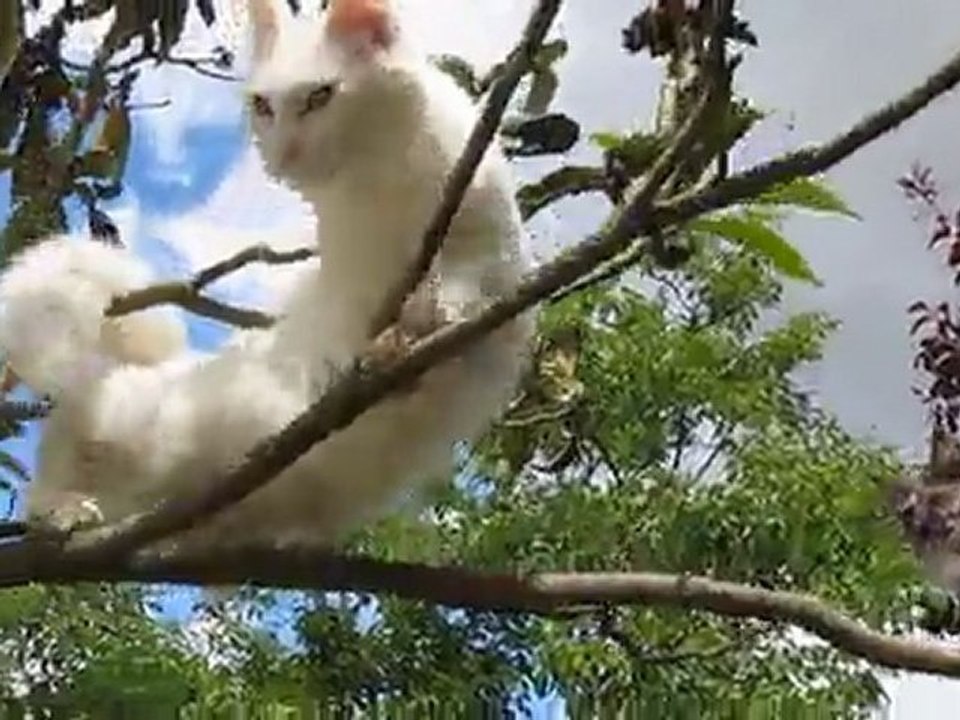 jeux dans l'arbre