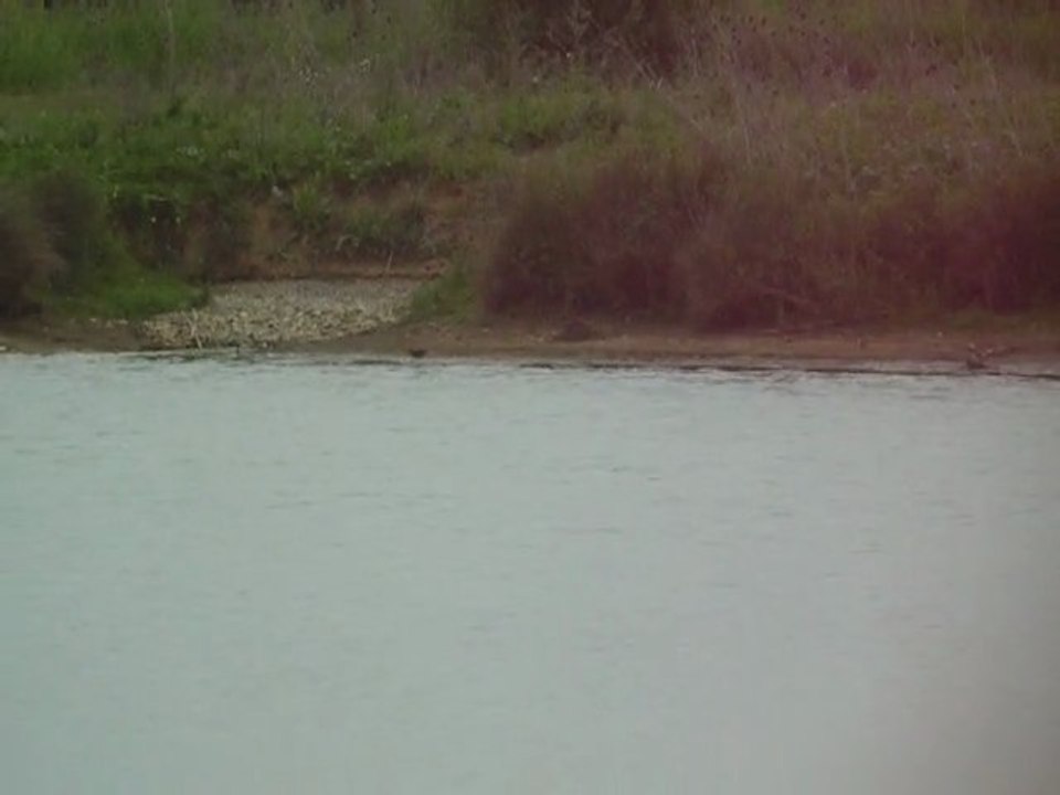 Marouette ponctuée 11/05/2011