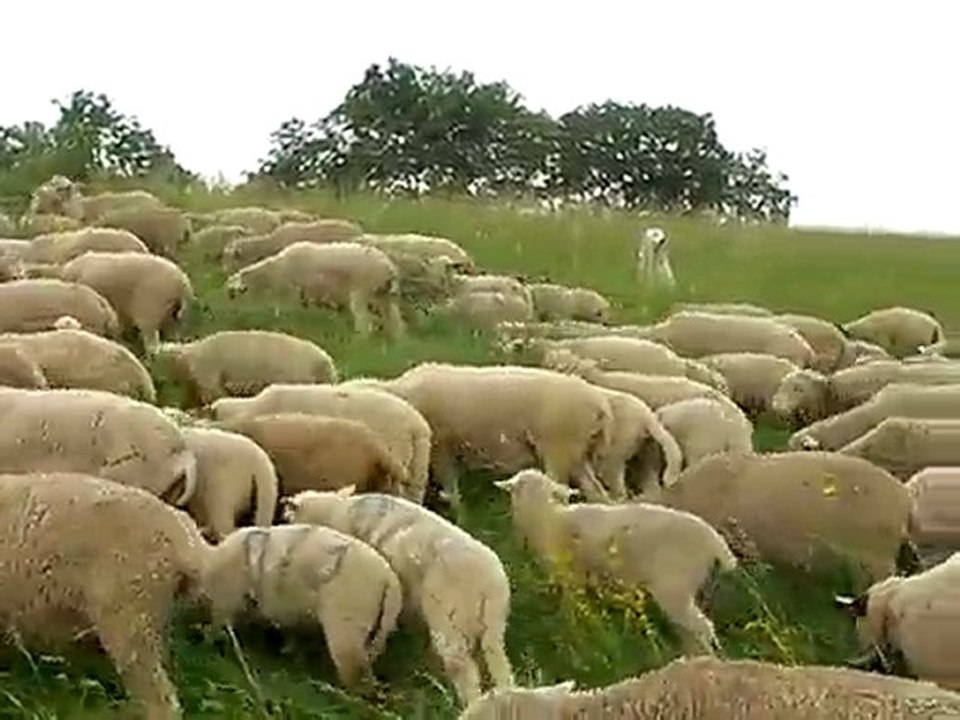 Brebis à Beaufort sur Gervanne