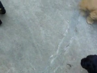 108_0108 Portée Valda de la Petite Pinochère x Usemade Give Me Luck