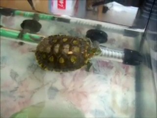 miskin ve yemek yemek!