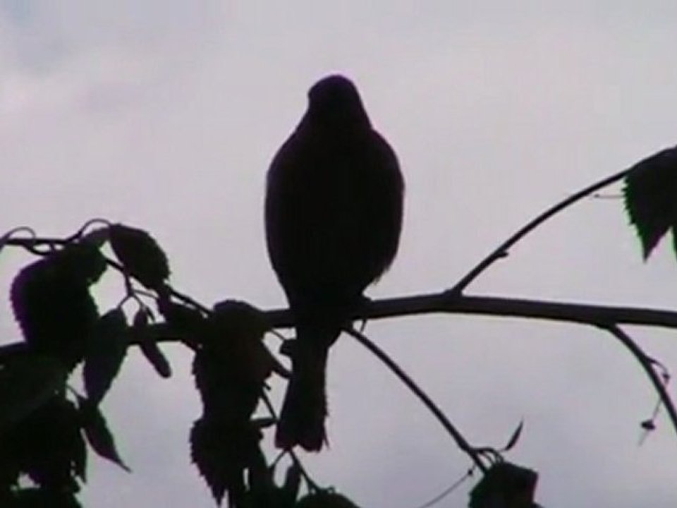 Silhouette d'un oiseau chanteur