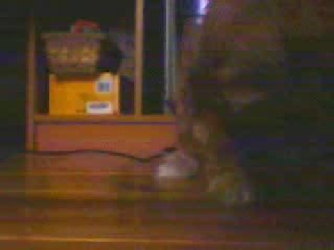 lilou en video, chiot Lhassa apso