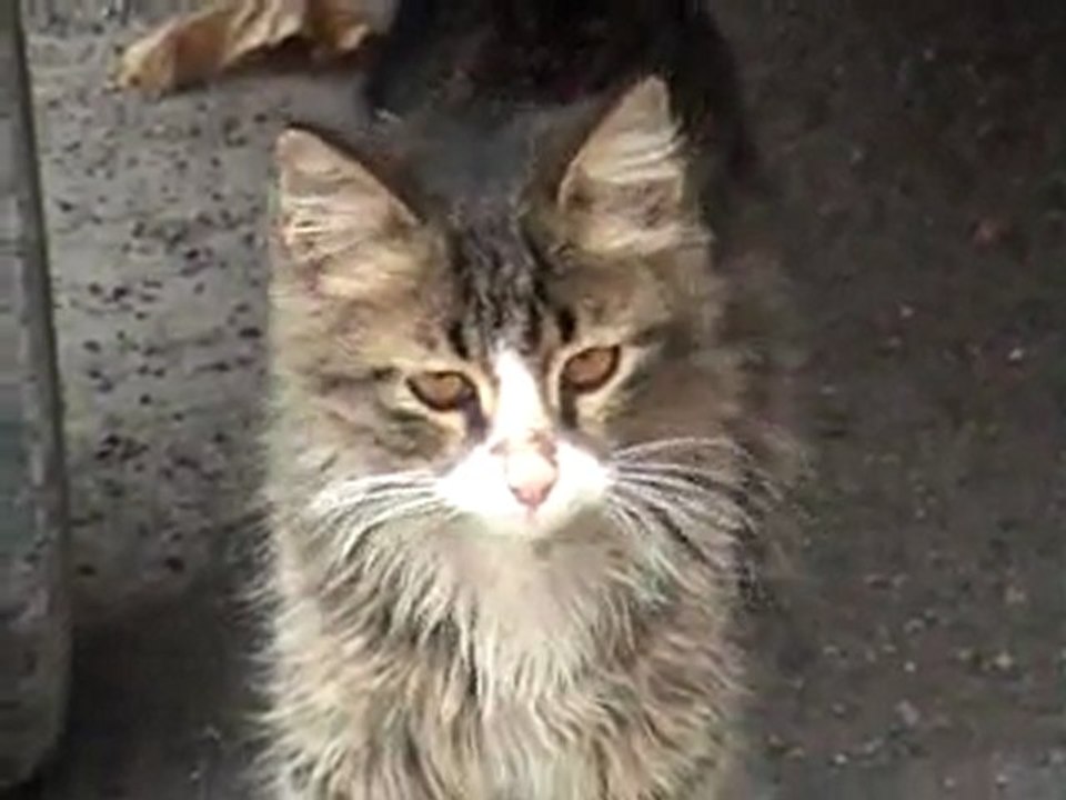 Pishi