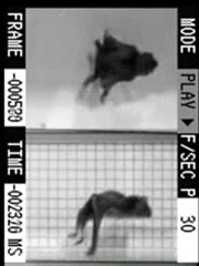 vampire bat on treadmill