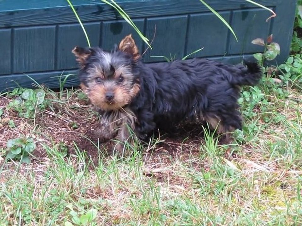Gin Fizz et son instinct de terrier