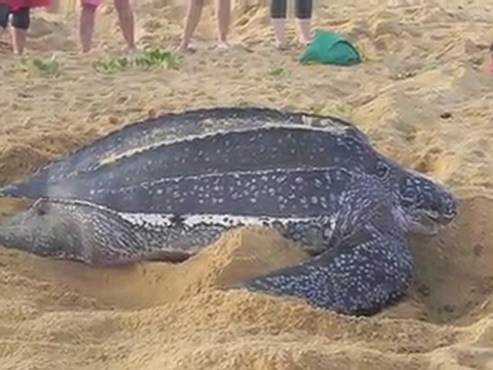 vidéos tortue luth
