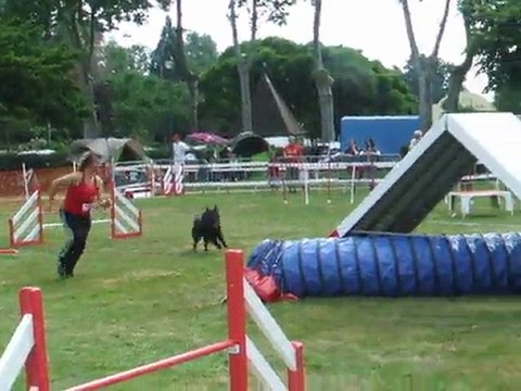 Auckland agility 1 Trophée par équipe 2011