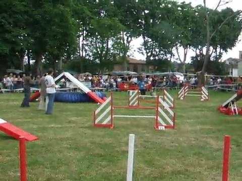 Awak Agility 2 Trophée par équipe 2011