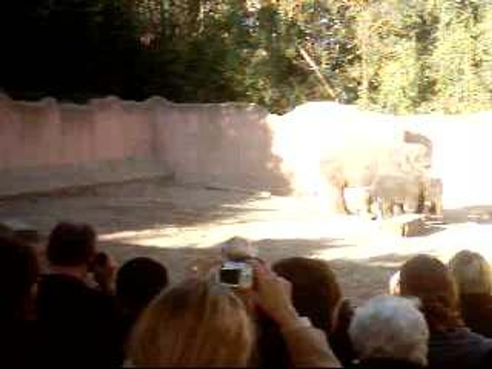 elephant family