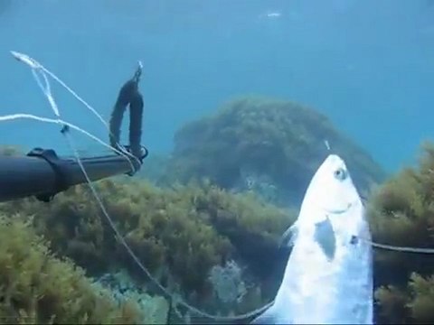 Zıpkınla Balık Avı 3 avyaban.com - ergo