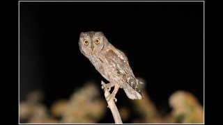Petit-duc scops (Otus scops)- Eurasian Scops Owl