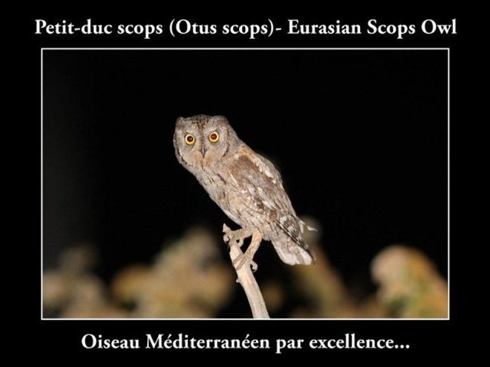 Petit-duc scops (Otus scops)- Eurasian Scops Owl