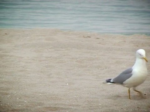 DNC/Danoniada 2011 - Bulgaria/Regional_Varna