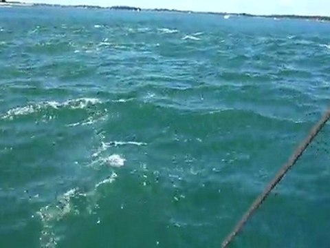 Les courants du Golfe 20110510_155836(1)