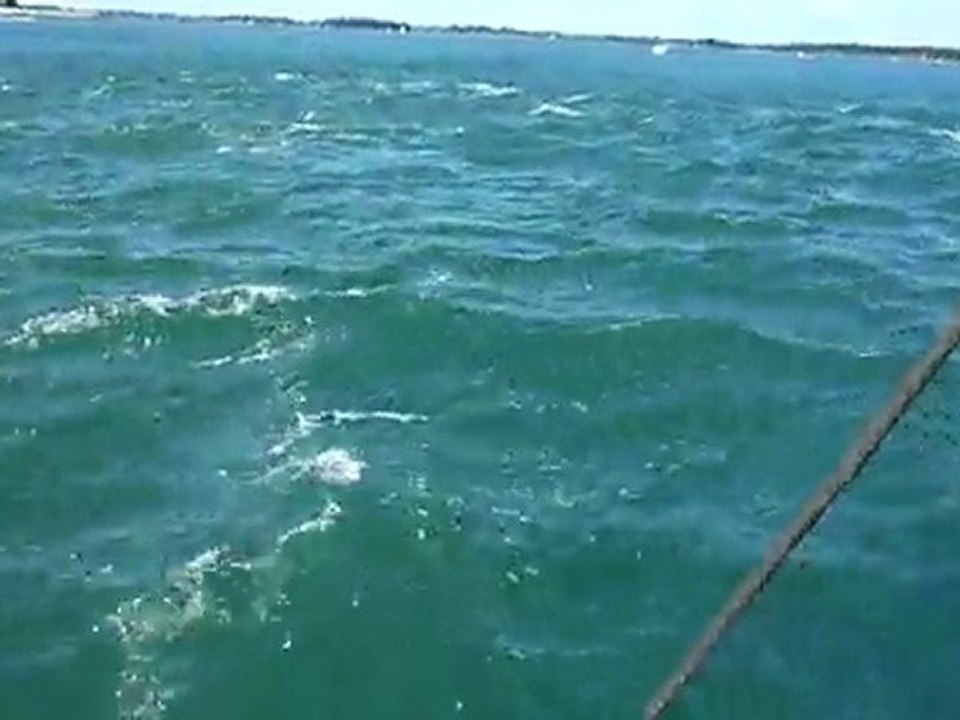 Les courants du Golfe 20110510_155836(1)