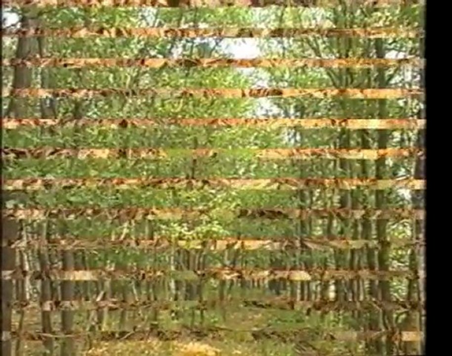 Лес