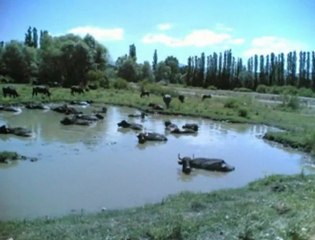 aslan şen kader gemisi