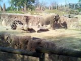 Elephants in Busch Gardens, Florida