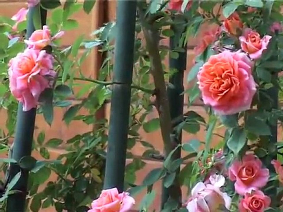 Valsainte, l'abbaye des rose